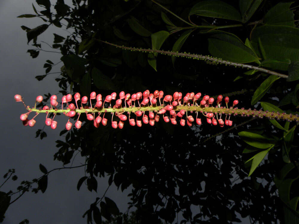 Image of Sarcopera sessiliflora (Triana & Planch.) H. G. Bedell