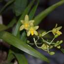 Image of Ansellia africana var. alba