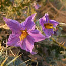 Слика од Solanum virginianum L.