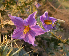 Image of Surattense nightshade