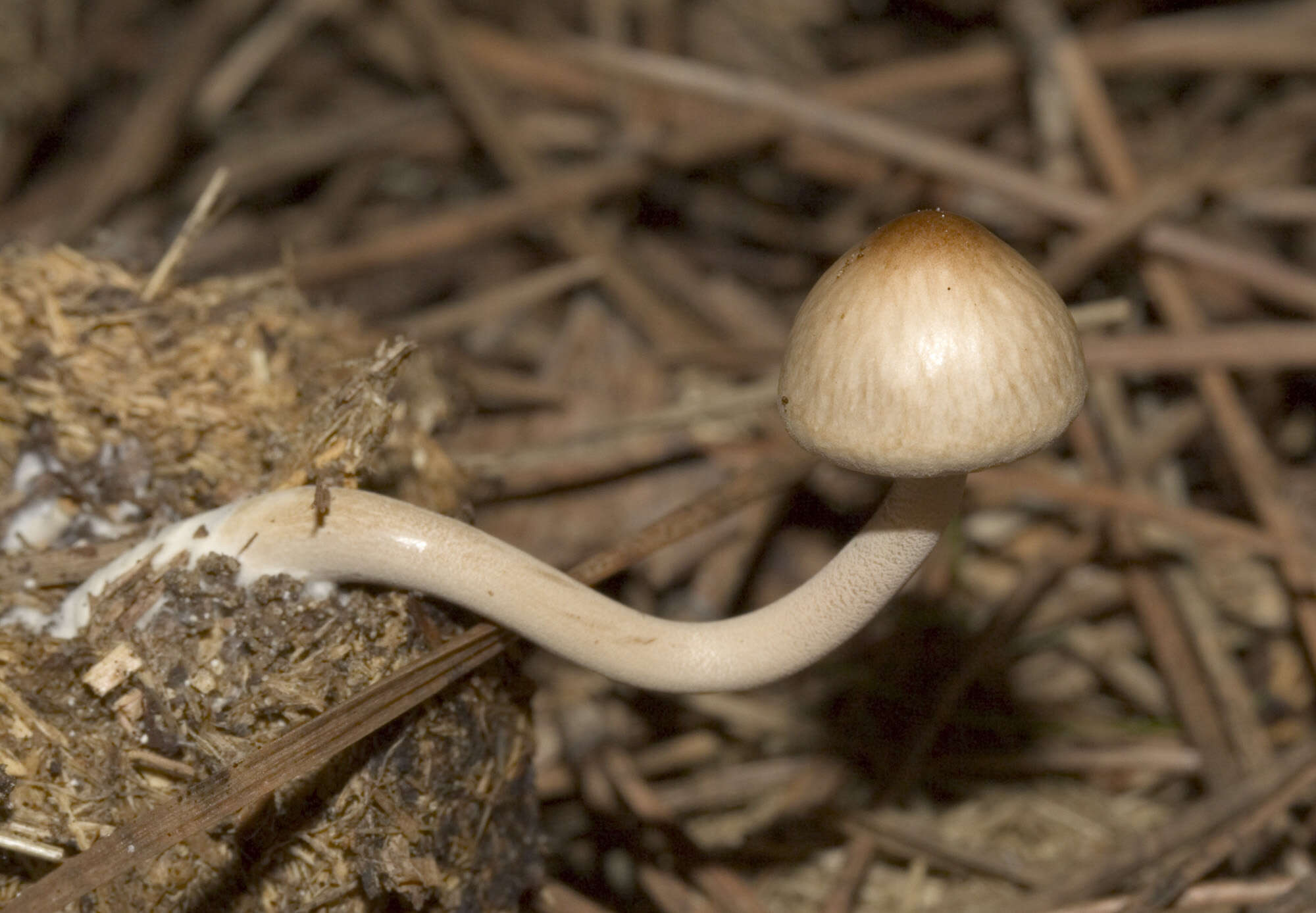 Image of unclassified Agaricales