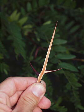 Image of Honey Locust