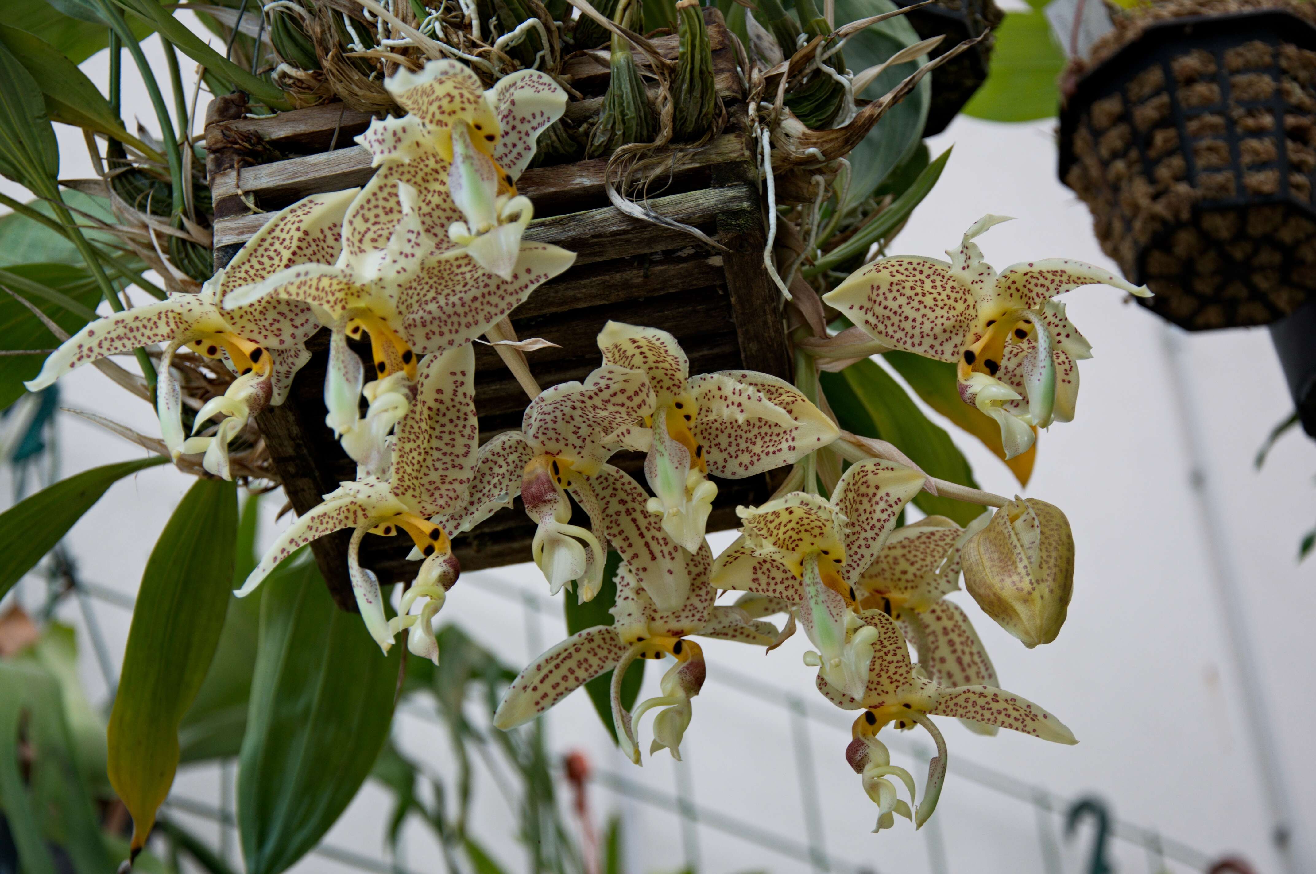 Image of Stanhopea orchid