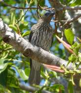 Image of Green Figbird