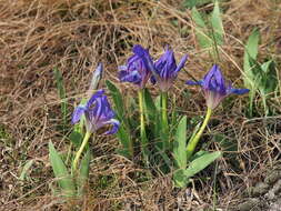 Image of dwarf iris