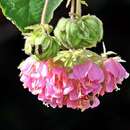 Image of Dombeya