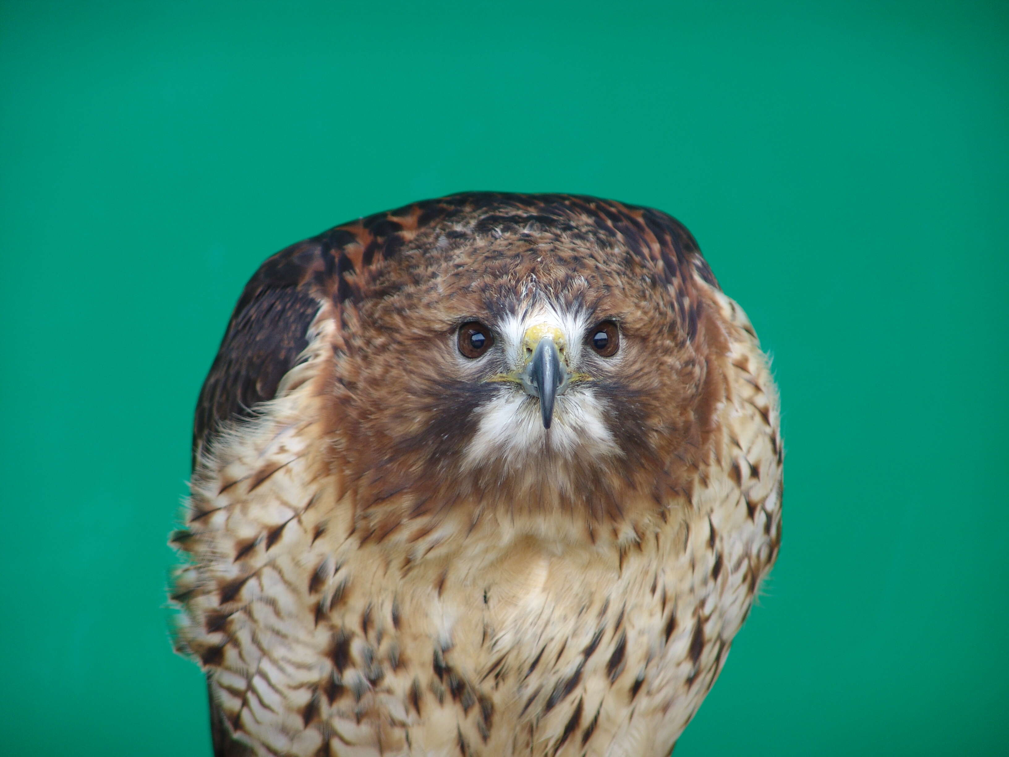 Image of Red-tailed Hawk