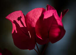 Image of bougainvillea