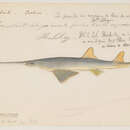 Image of Largetooth sawfish
