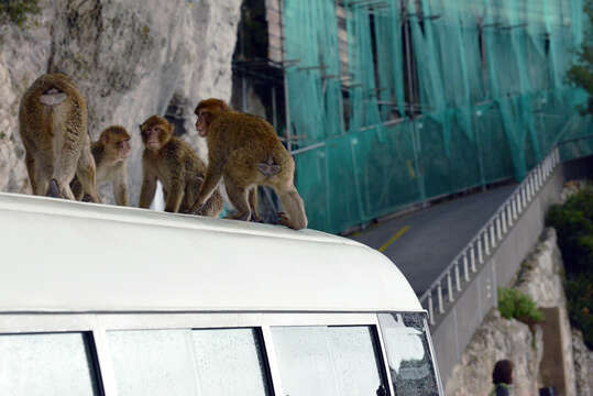 Image of macaques