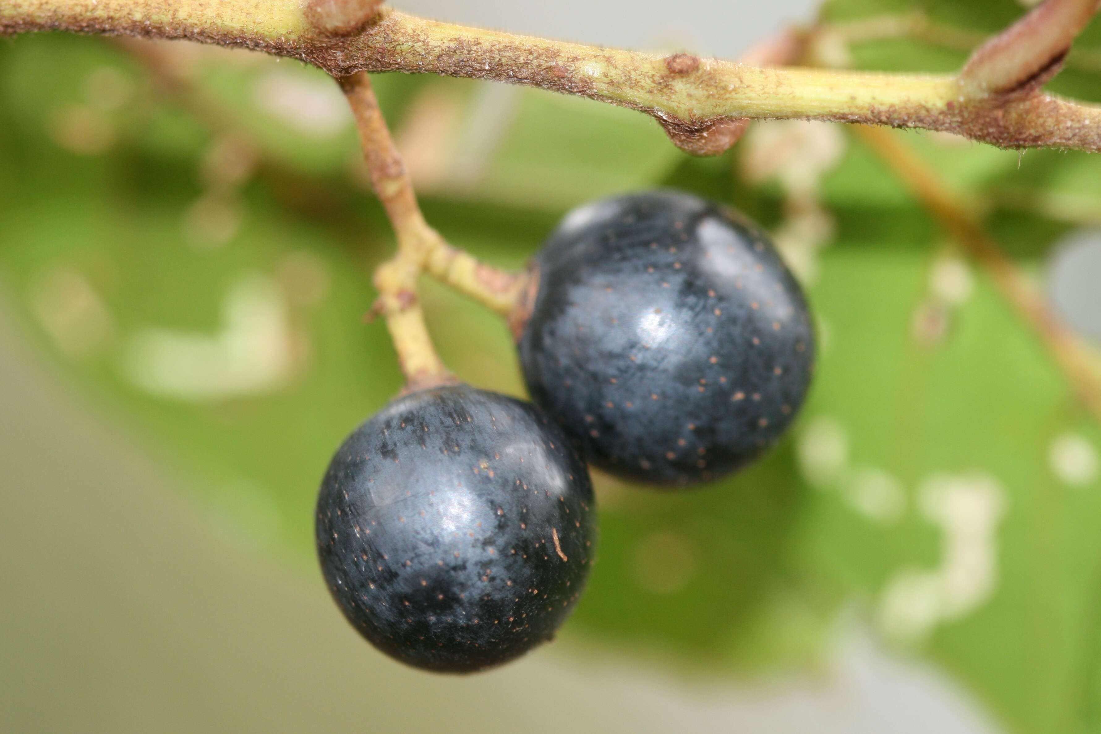 Image of kangaroo vine