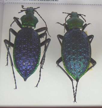 Image of true ground beetle genus