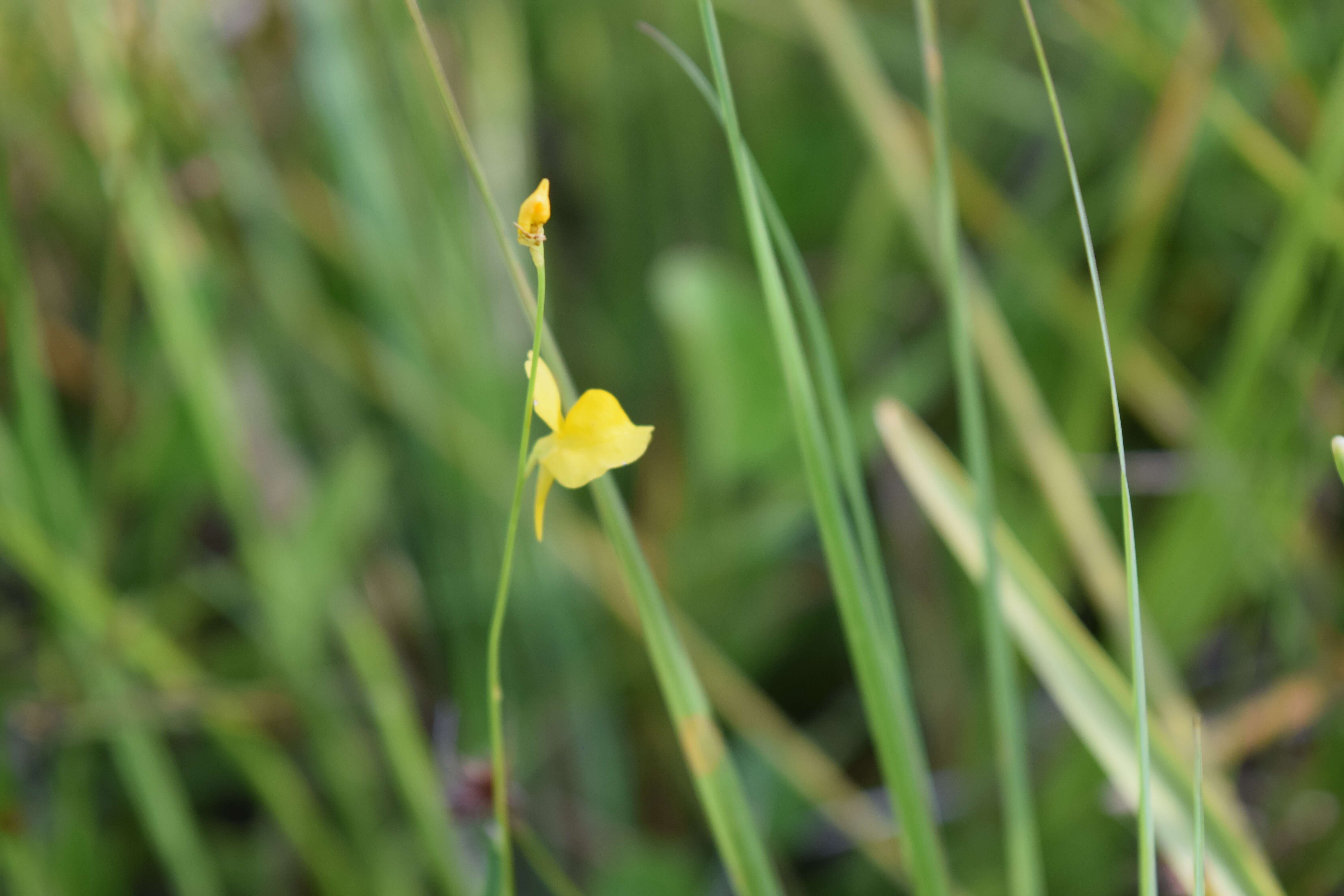 Image of southern bladderwort