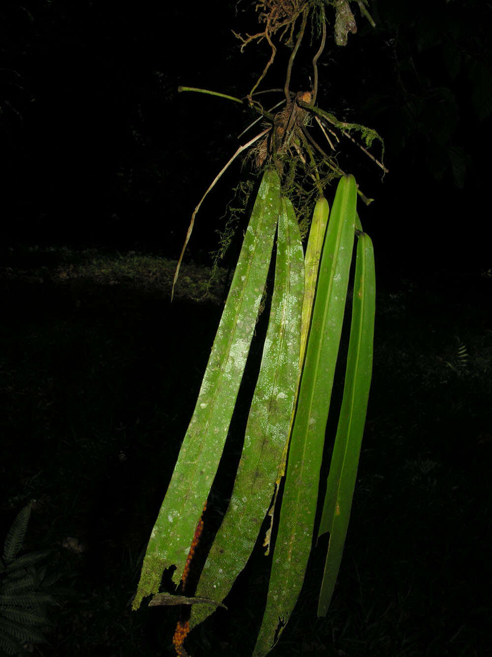 Image of Anthurium friedrichsthalii Schott