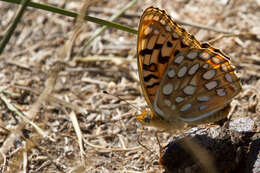 صورة Speyeria coronis Behr 1862