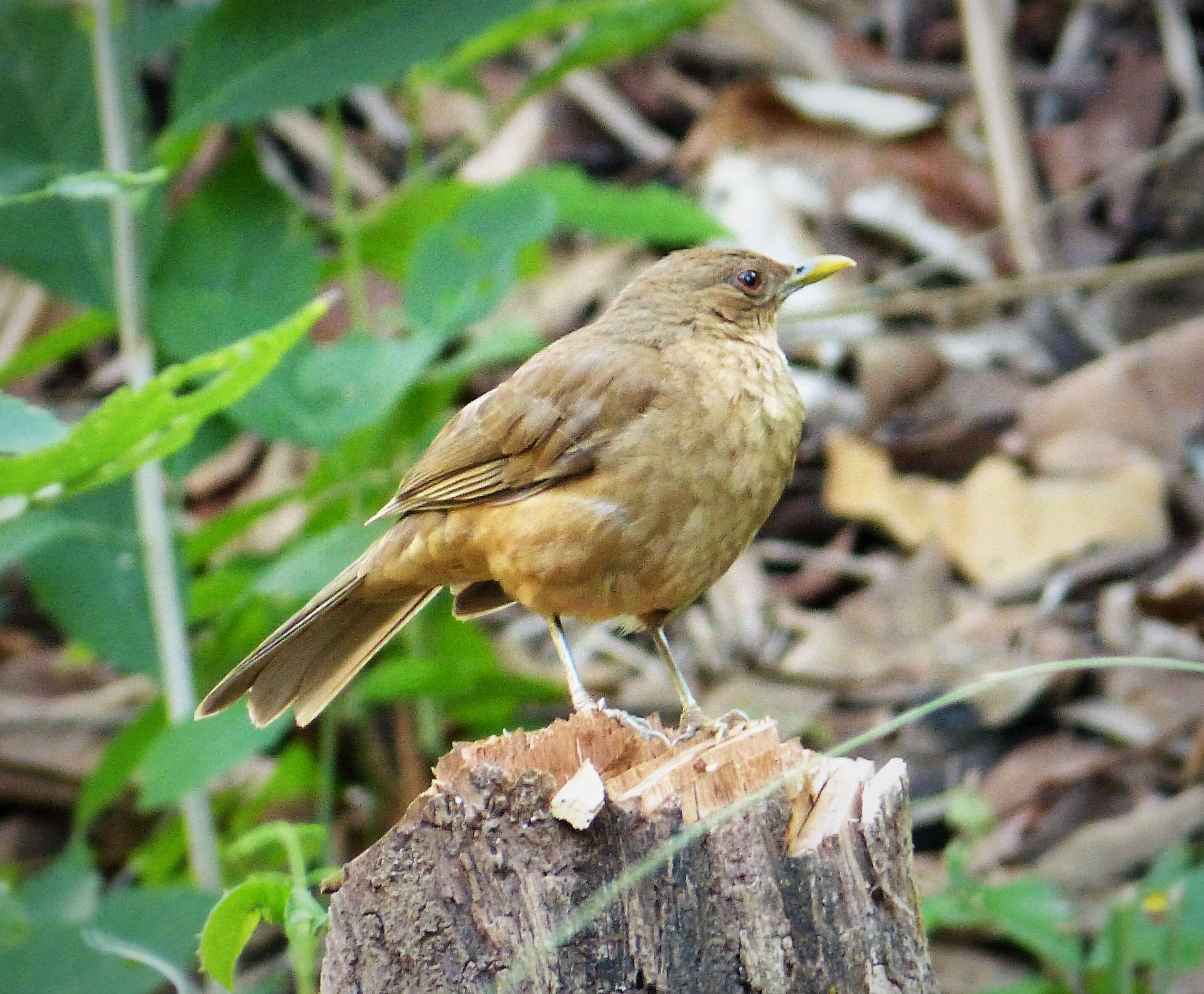 Image of Clay-colored Robin