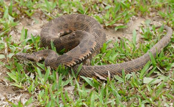 Image of Bothrops matogrossensis