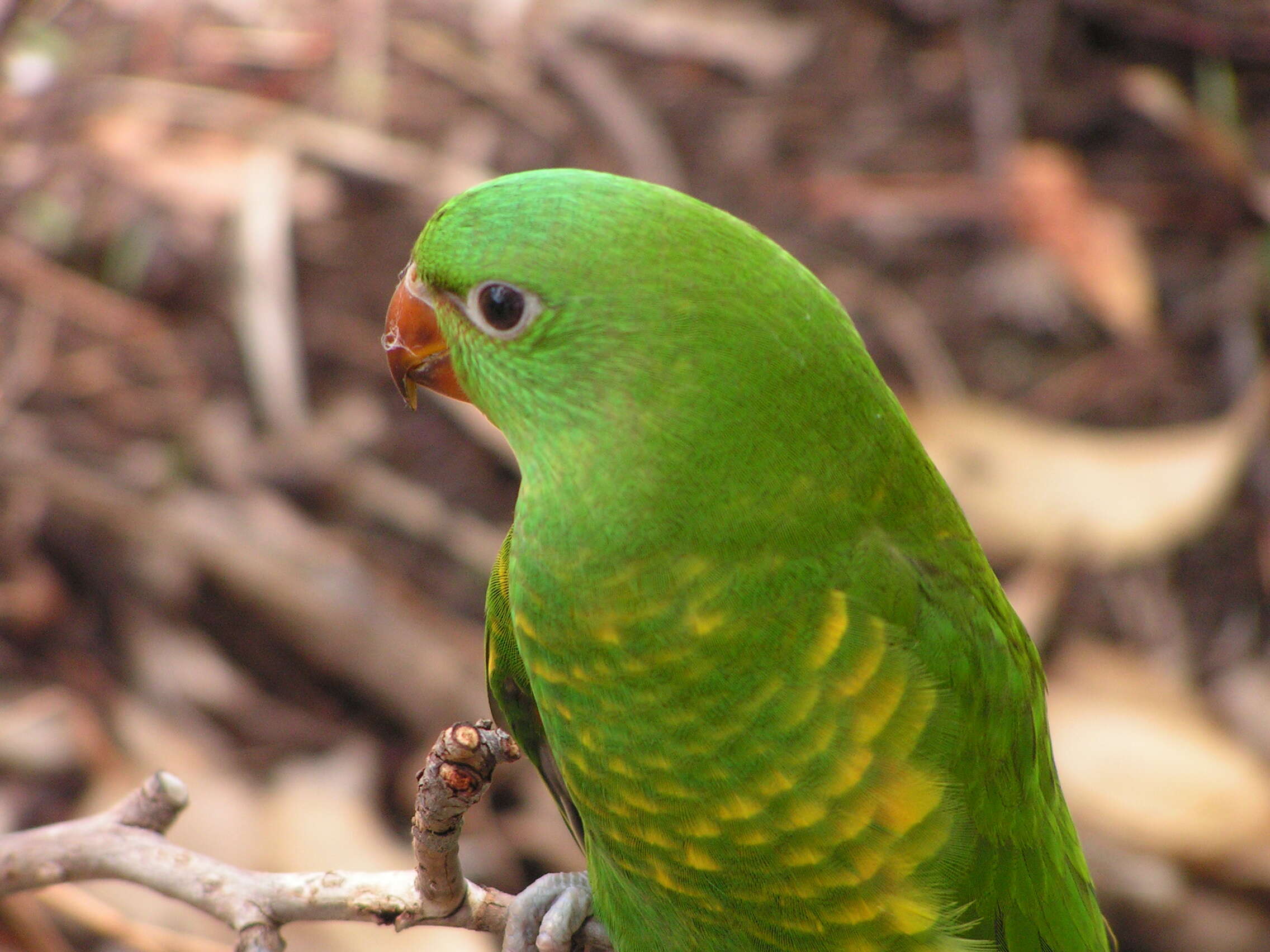 صورة Trichoglossus chlorolepidotus (Kuhl 1820)