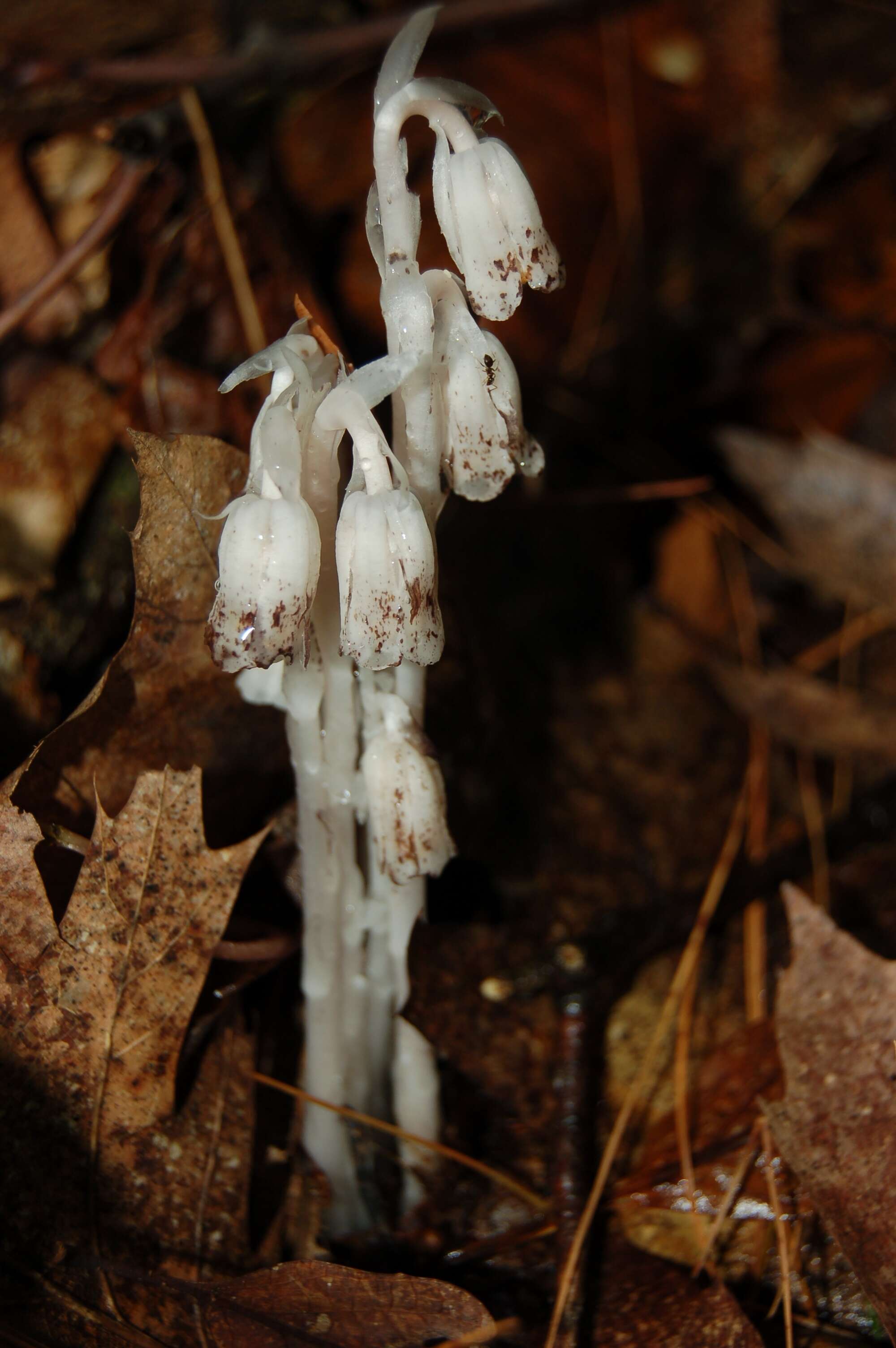 Image of Indianpipe