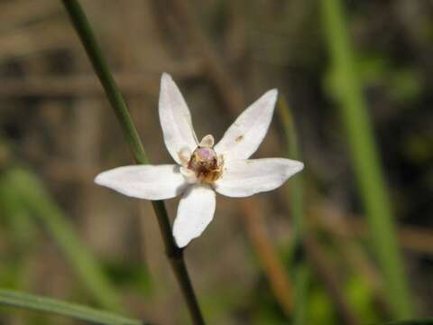 Image of Florida milkweed