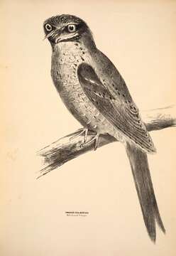 Image of Podargus strigoides phalaenoides Gould 1840