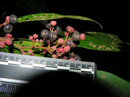 Image of Miconia stevensiana F. Almeda