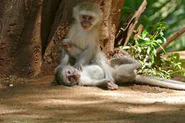 Image of Vervet Monkey