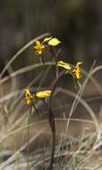 Image of Donkey orchids