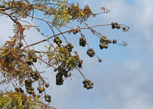 Image of Bald Cypress