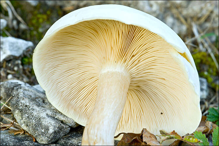 Image of Clitocybe fasciculata H. E. Bigelow & A. H. Sm. 1969