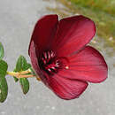 Sivun Tibouchina grossa (L. fil.) Cogniaux kuva