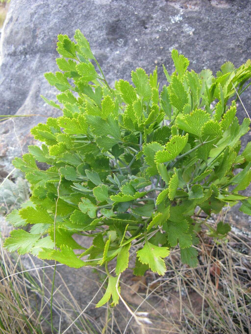 Imagem de Notobubon galbanum (L.) Magee