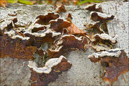 Image of Auricularia