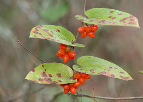 Image of Sarsparilla-Vine