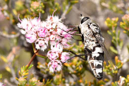 Image of flower-loving flies