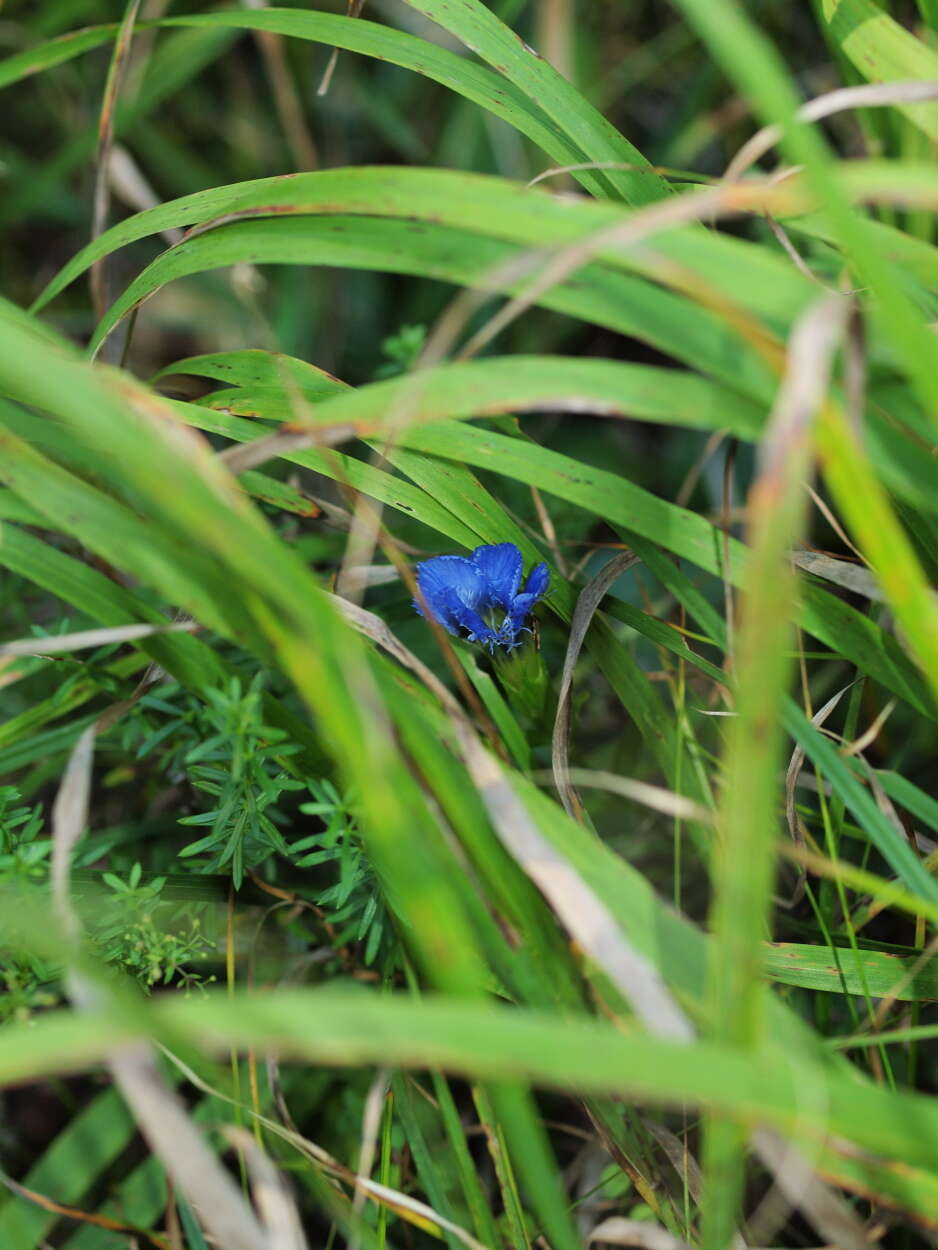 Image of fringed gentian