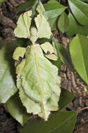 Image of Phyllioidea