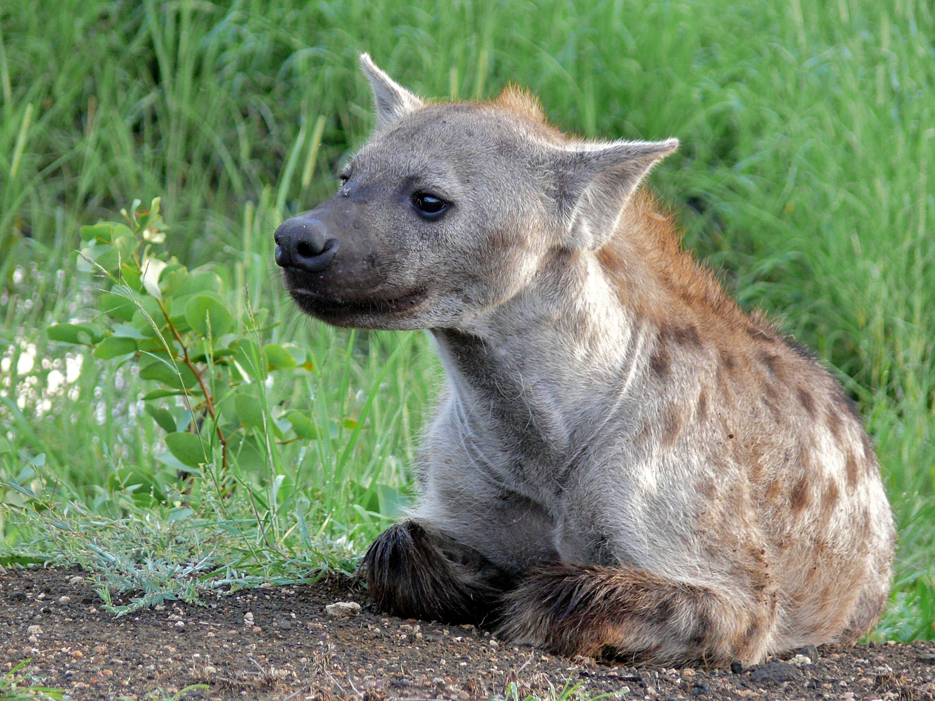 Image of Spotted Hyaenas