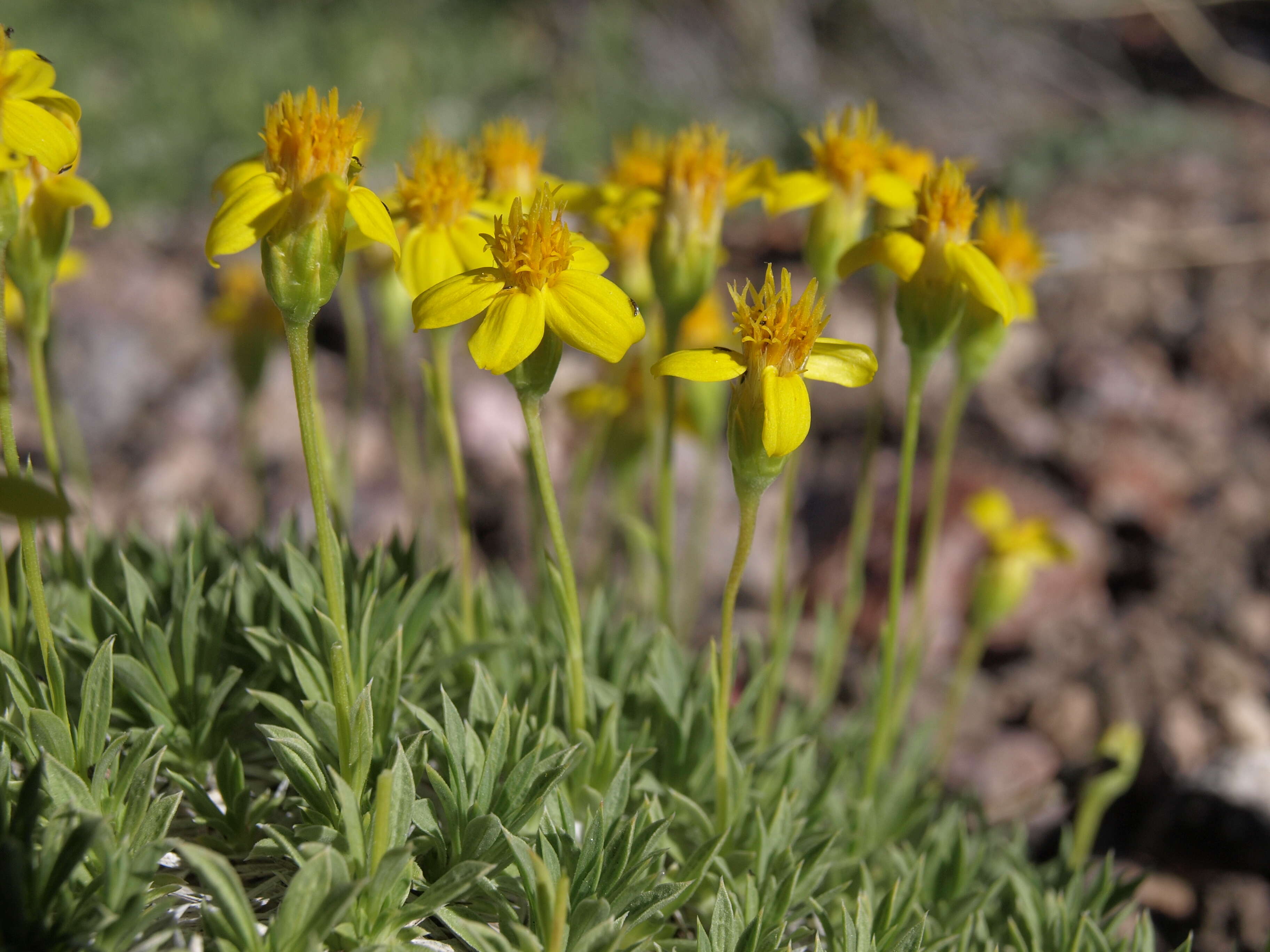 Image of stemless mock goldenweed