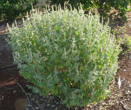 Image of Round-leaved chaff-flower