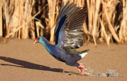 Image of Swamphen