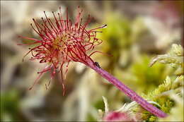 Image of Sundews