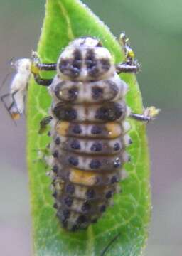 Plancia ëd Adalia bipunctata (Linnaeus 1758)