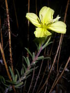 Image of evening primrose