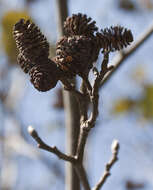 Image of Andean Alder