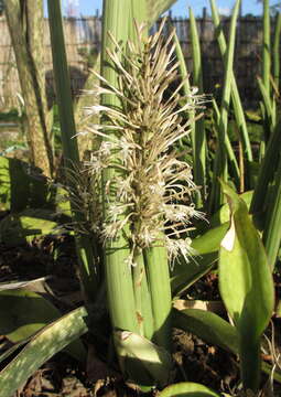 Imagem de Sansevieria burdettii Chahin.