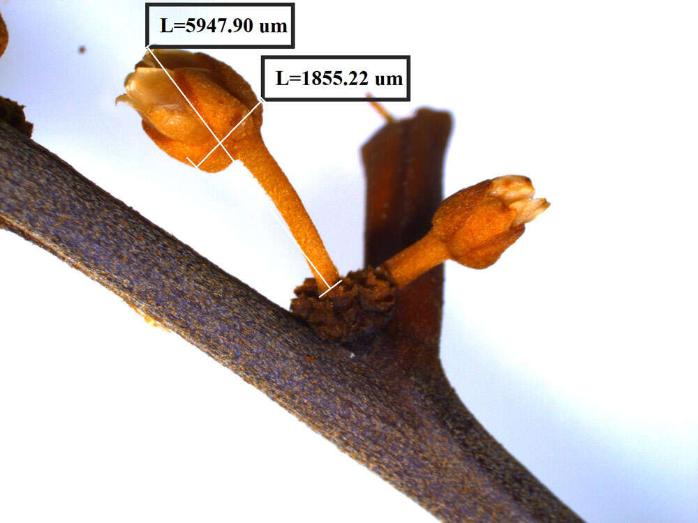 Micropholis melinoniana Pierre resmi