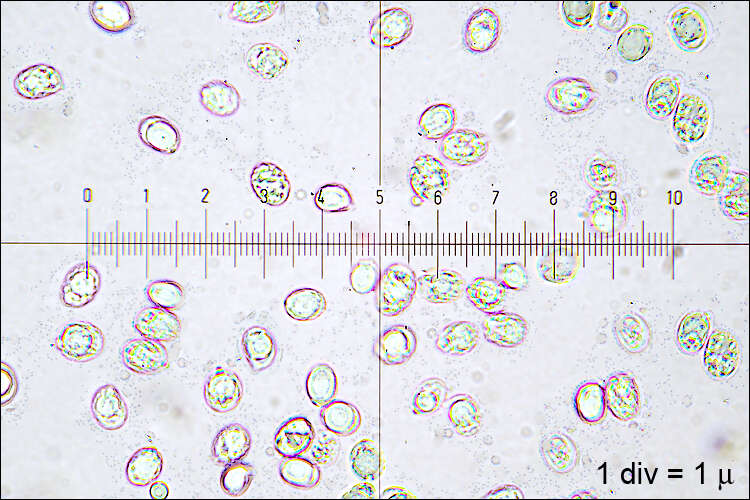 Image of Tricholomopsis