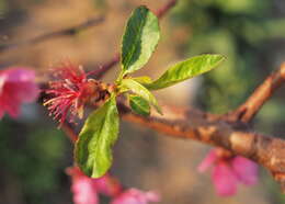 Image of plum