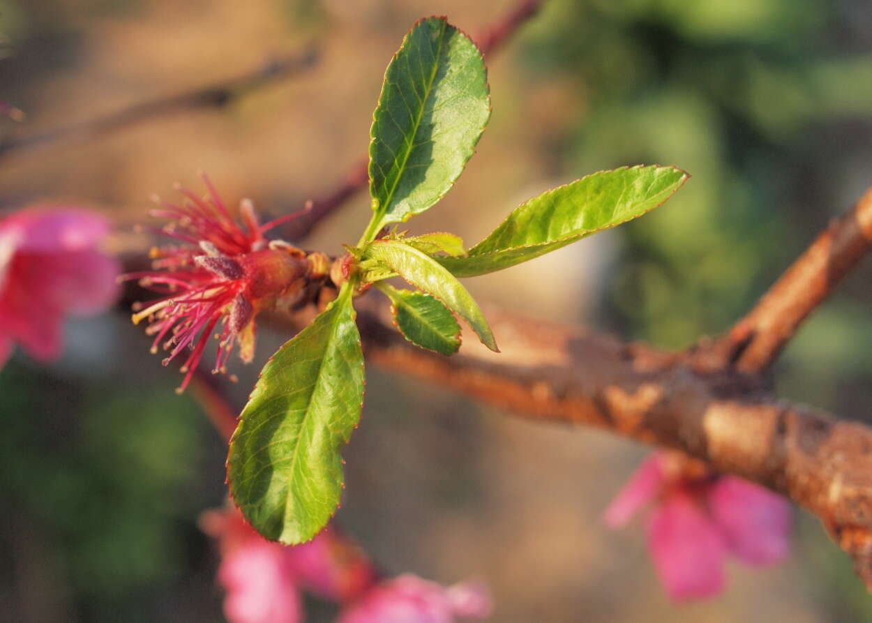 Imagem de Prunus